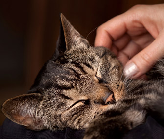 四个爱抚你的猫的地方-和一个地方请勿触摸